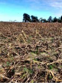 Revista PRODUCCION: La “chicharrita” pone en jaque a la producción maicera en Bandera (Sgo. del Estero)