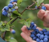 Revista PRODUCCION: Los productores de arándanos esperan tener una buena campaña 2024