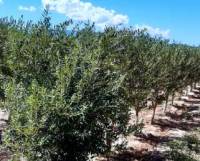 Revista PRODUCCION: El desarrollo de variedades adaptadas potencia la productividad de la olivicultura