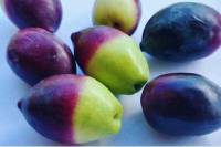 Revista PRODUCCION: El desarrollo de variedades adaptadas potencia la productividad de la olivicultura