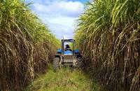 Revista PRODUCCION: El INTA desarrolló dos nuevas variedades de caña de azúcar