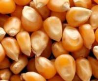 Revista PRODUCCION: El Maíz Pisingallo Una Nueva Alternativa.