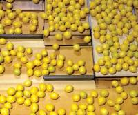 Revista PRODUCCION: Hace 6 años que el citrus viene de crisis en crisis. Hay que trabajar en serio y ser competitivos.