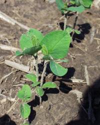 Revista PRODUCCION: Finaliza la siembra de soja a nivel nacional