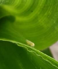 Revista PRODUCCION: Recomendaciones para la detección temprana de chicharritas en maíces