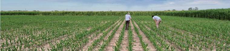 Revista PRODUCCION: Recomendaciones para la detección temprana de chicharritas en maíces