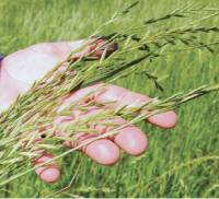 Revista PRODUCCION: Raigrás Rápido INTA, un cultivo estratégico para el pastoreo 