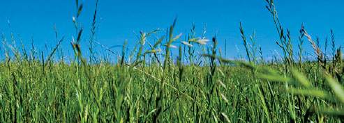 Revista PRODUCCION: Raigrás Rápido INTA, un cultivo estratégico para el pastoreo 