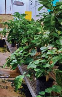 Revista PRODUCCION: Estudian el impacto del HLB en naranjas