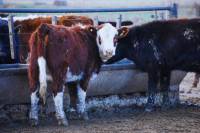 Revista PRODUCCION: Ola de calor: cómo asegurar el bienestar animal en bovinos