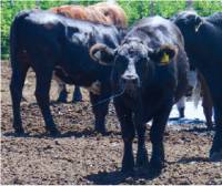 Revista PRODUCCION: Ola de calor: cómo asegurar el bienestar animal en bovinos