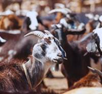 Revista PRODUCCION: Engorde a corral caprino, alternativa productiva a pequeña escala