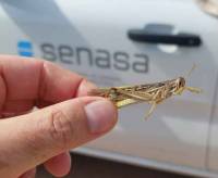 Revista PRODUCCION: Taller regional de manejo de emergencia de langostas