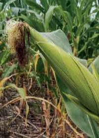 Revista PRODUCCION: “Las siembras tempranas de soja padecieron por el calor”