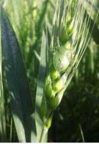 Revista PRODUCCION: Hubo una baja intención de siembra de trigo