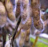 Revista PRODUCCION: Los rindes de soja sorprenden en la región pampeana y la cosecha sube 3 Mt