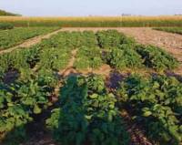 Revista PRODUCCION: Logran editar un biofertilizante que aumenta un 6 % la productividad de la soja