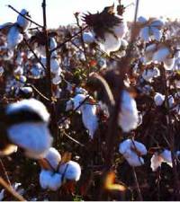 Revista PRODUCCION: Presentan una variedad de algodón tolerante al estrés hídrico