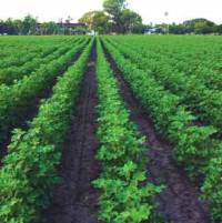 Revista PRODUCCION: Presentan una variedad de algodón tolerante al estrés hídrico