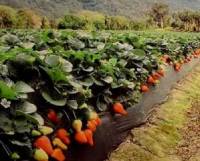 Revista PRODUCCION:  Las plantaciones con frutilla vienen  bien en Tucumán, mientras prueban  nuevos varietales