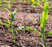 Revista PRODUCCION: Bayer ayuda a medir el nivel de Carbono en el suelo