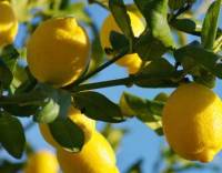 Revista PRODUCCION: Las actividades sucroalcoholera y citrícola trabajan para superar sus momentos de crisis