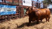 Revista PRODUCCION: Cabaña Juramento celebró con éxito su primer remate en Salta y consolidó su liderazgo en genética bovina