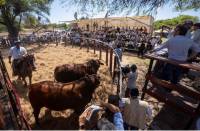 Revista PRODUCCION: Cabaña Juramento celebró con éxito su primer remate en Salta y consolidó su liderazgo en genética bovina