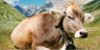 Revista PRODUCCION: Mundo lacteo: Desde Suiza, la raza Brown Swiss para producción de leche.