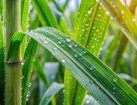 Revista PRODUCCION: Los cañaverales vienen bien gracias a las lluvias