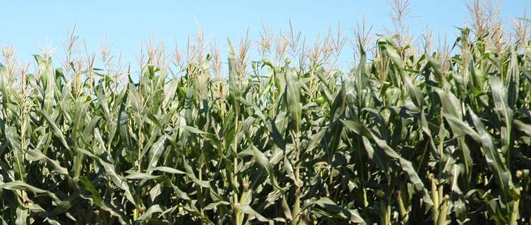 Revista PRODUCCION: Perspectivas econ&oacute;micas para 2009 en un pa&iacute;s soja-adicto