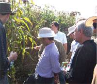 Revista PRODUCCION: Manejo de plagas en hortalizas