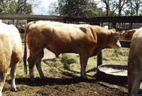 Revista PRODUCCION: Importancia de la calidad del agua para bebida animal