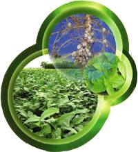 Revista PRODUCCION: Biofertilizantes con micorrizas