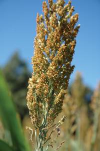 Revista PRODUCCION: Recomendaciones para productores de soja y sorgo