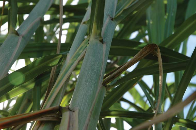 Revista PRODUCCION: Tucum&aacute;n se alista para producir biocombustible