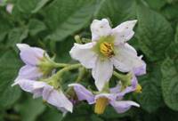 Revista PRODUCCION: Papa: nutrici&oacute;n balanceada