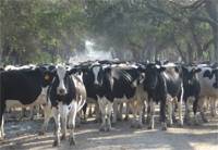 Revista PRODUCCION: Uso del agua, manejo de efluentes en el tambo e impacto ambiental