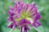 Revista PRODUCCION: Alfalfas