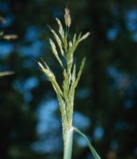 Revista PRODUCCION: Sorgo de alepo resistente a glifosato