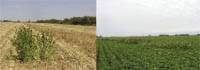 Revista PRODUCCION: Sorgo de alepo resistente a glifosato