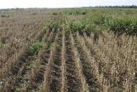 Revista PRODUCCION: Sorgo de alepo resistente a glifosato