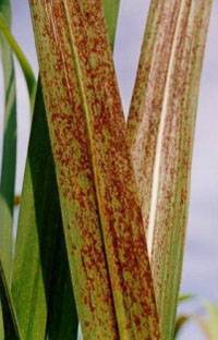 Revista PRODUCCION: Estudian la roya marr&oacute;n en ca&ntilde;a de az&uacute;car
