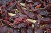 Revista PRODUCCION: Lautaro INTA: Nuevo cultivar de pimiento para piment&oacute;n y oleorresina