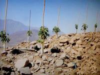 Revista PRODUCCION: Palta