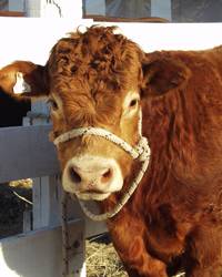 Revista PRODUCCION: Piden suspender el Peso M&iacute;nimo de Faena