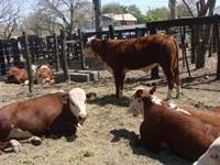 Revista PRODUCCION: Las ventas en la Expo Ganadera Tucum&aacute;n 2009