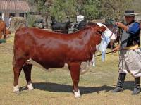 Revista PRODUCCION: 66º Expo Rural Salte&ntilde;a