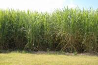 Revista PRODUCCION: Mezclas ca&ntilde;eras YPF