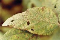 Revista PRODUCCION: Atentos a la roya